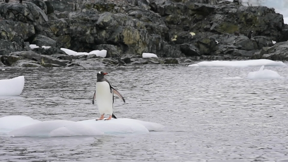 Gentoo Penguins on the Ice