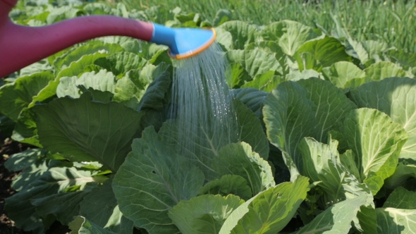 Watering Cabbage in the Garden