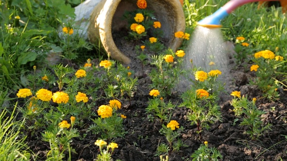 Watering Flowers in the Garden