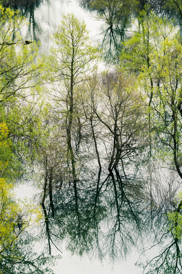 Trees reflected in the waters of the Skadar Lake - Stock Photo - Images