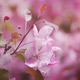 Pink Flowers of Blossoming Tree - VideoHive Item for Sale