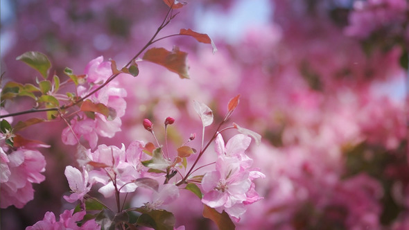 Pink Flowers of Blossoming Tree