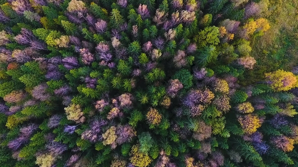 Autumn Forest in the Kaluga Region. Russia