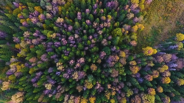  Autumn Forest in the Kaluga Region. Russia