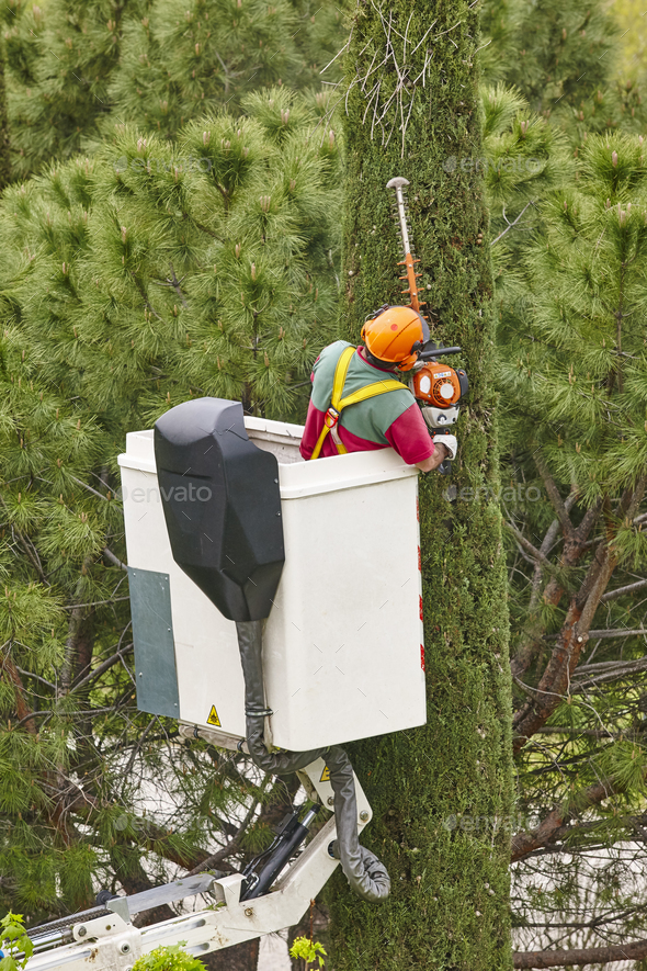 Equiped worker pruning a tree on a crane. Gardening works - Stock Photo - Images