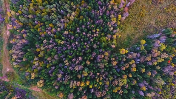 Aerial View of the Autumn Forest in the Kaluga Region. Russia