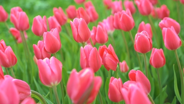 Beautiful Pink Tulips Sway in the Wind