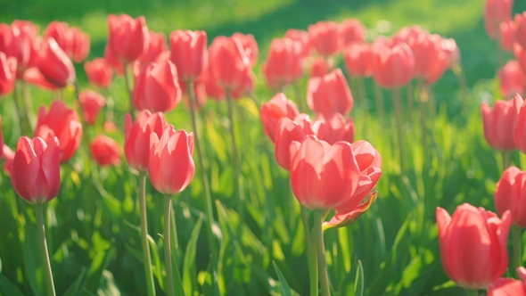Beautiful Pink Tulips Sway in the Wind