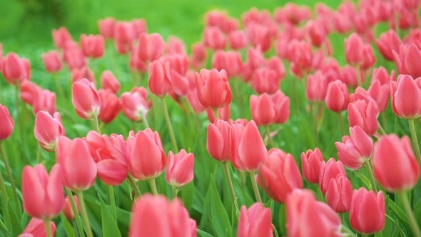 Tulips Blossomed. Fresh Flowers Tulips Swaying in the Wind. A Large Number of Tulips with Pink Buds