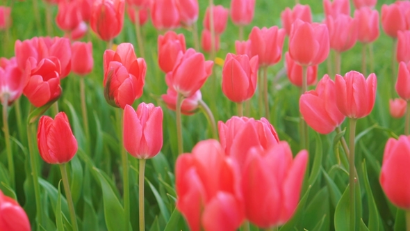 Tulips Blossomed. Fresh Flowers Tulips Swaying in the Wind. A Large Number of Tulips with Pink Buds