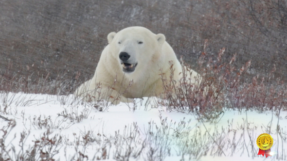 Polar Bear Lying In The Snow, Stock Footage | VideoHive