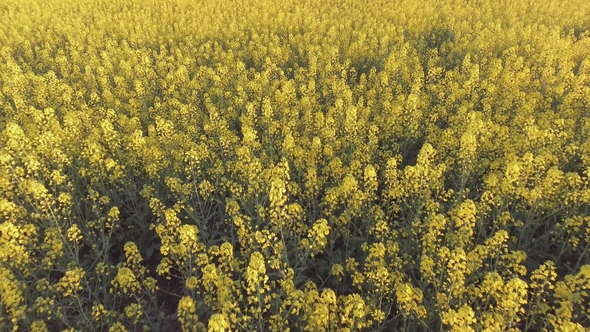 Aerial View of a Canola Field on a Sunny Day alt