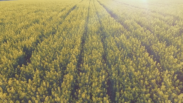 Aerial View of Agricultural Field with Blooming Yellow Rape