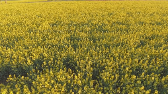 Aerial View of a Canola Field on a Sunny Day