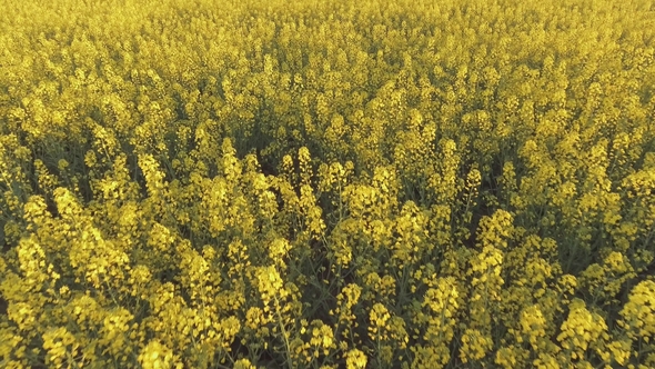 Agricultural Field with Blooming Yellow Rape. Aerial View