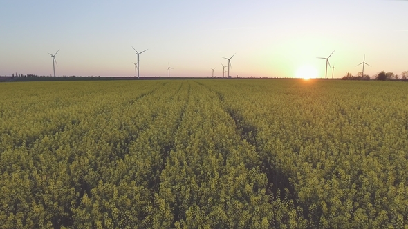 Wind-Powered Electrical Generators at Rapeseed Field. Aerial View alt