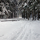 Winter Forest - VideoHive Item for Sale