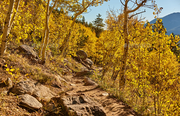 Aspen grove at autumn in Rocky Mountains - Stock Photo - Images