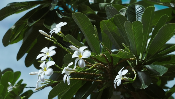 Bunch of White Plumeria or Frangipani Flowers Slightly Swing by the Coastal Breeze on Sunny Day alt