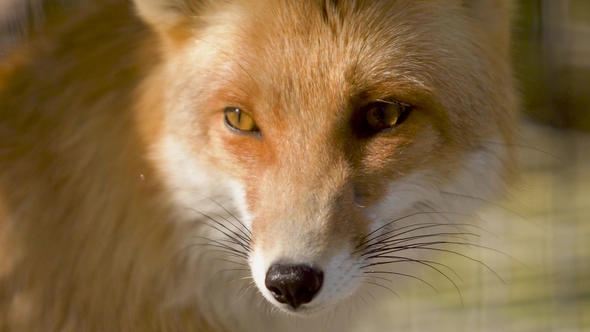 Fox Muzzle In Rays Of Evening Light, Stock Footage 