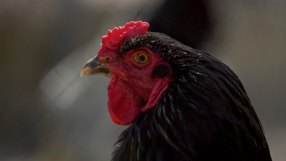 Head of the Black Cock in Profile alt