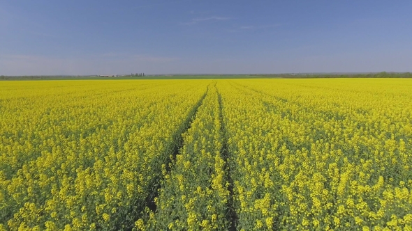 Agricultural Field with Blooming Yellow Rape, Against the Blue Sky. Aerial View