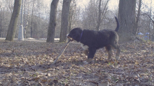 Bernese Shepherd Dog Puppy Playing with a Stick