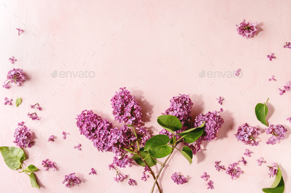 Lilac flowers over pink - Stock Photo - Images