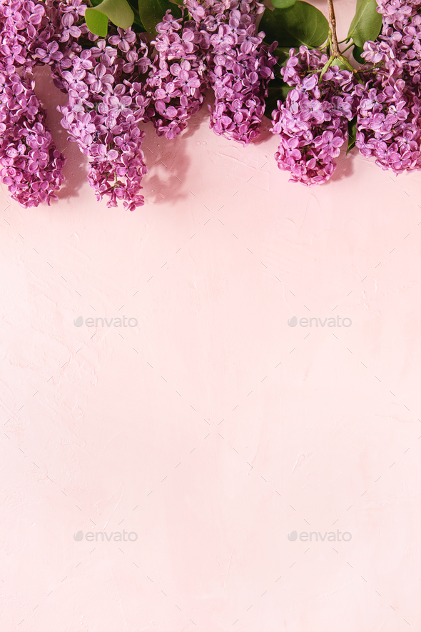 Lilac flowers over pink - Stock Photo - Images