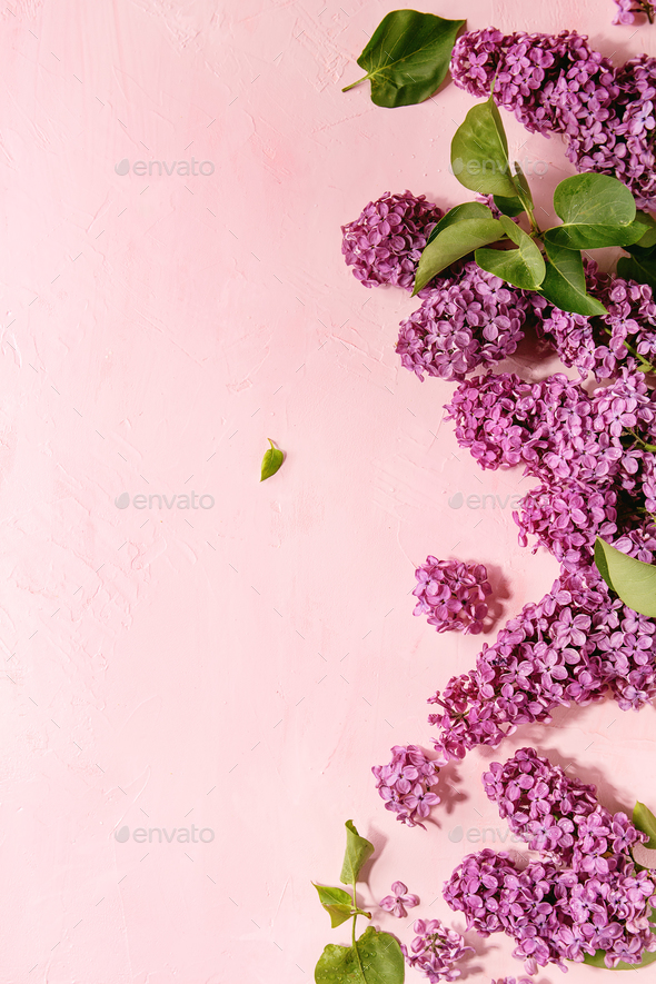 Lilac flowers over pink - Stock Photo - Images