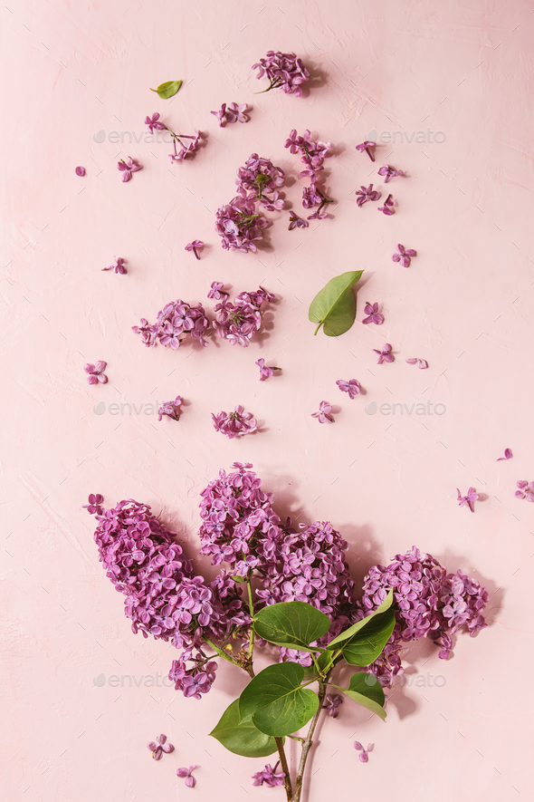 Lilac flowers over pink - Stock Photo - Images