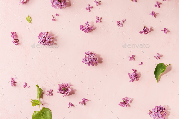 Lilac flowers over pink - Stock Photo - Images