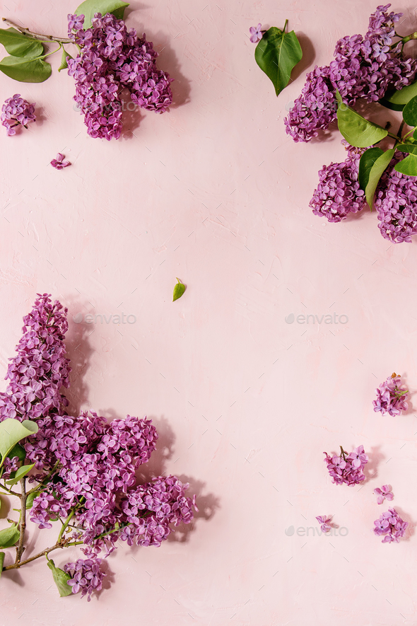 Lilac flowers over pink - Stock Photo - Images
