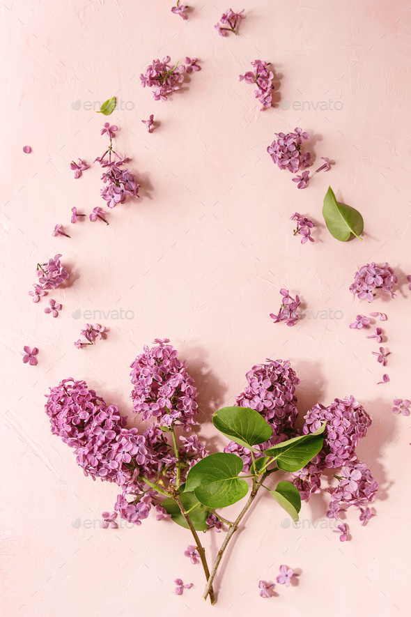 Lilac flowers over pink - Stock Photo - Images