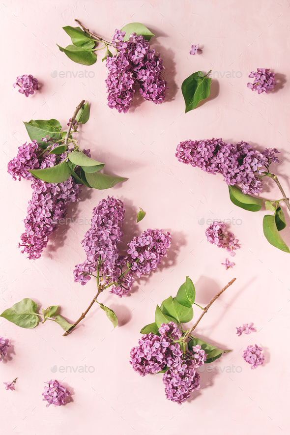 Lilac flowers over pink - Stock Photo - Images