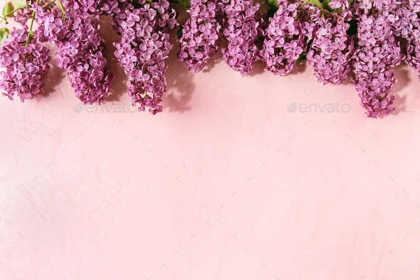 Lilac flowers over pink - Stock Photo - Images
