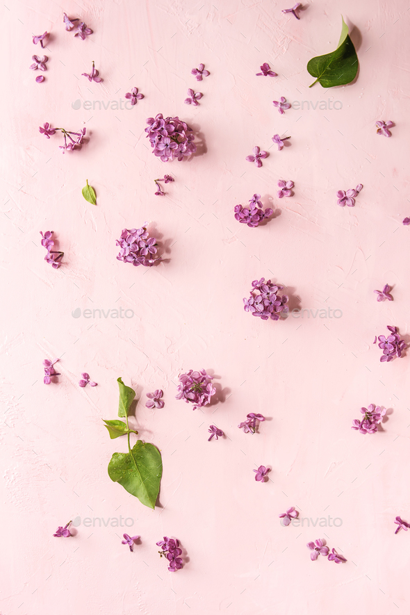 Lilac flowers over pink - Stock Photo - Images
