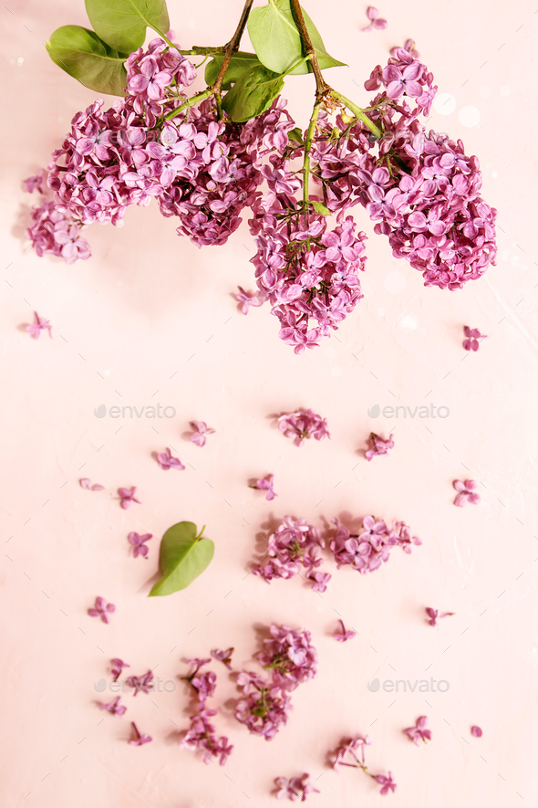 Lilac flowers over pink - Stock Photo - Images