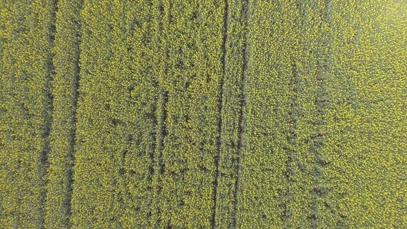 Aerial View of a Canola Field on a Sunny Day