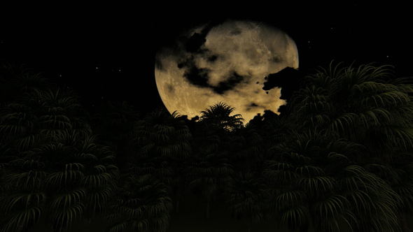 Moon And Garden Palms