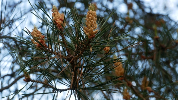 Yellow Pine Cones on the Pine Trees