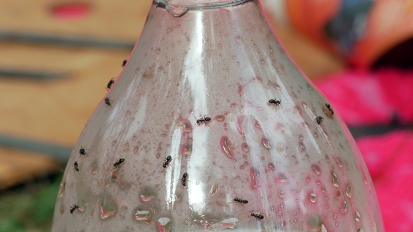 Ants on Sugar Water Bottle