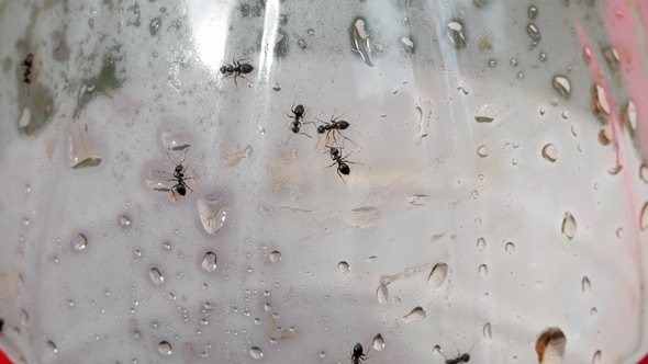 Ants on Sugar Water Bottle