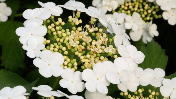 Guelder Rose Viburnum Tinus Bush on Sunny Day