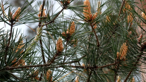 Yellow Pine Cones on the Pine Trees. Pine Branches with Cones