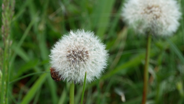 Dandelion Blowing Grass