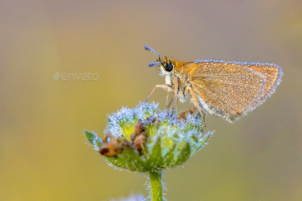 Essex skipper covered in dew - Stock Photo - Images