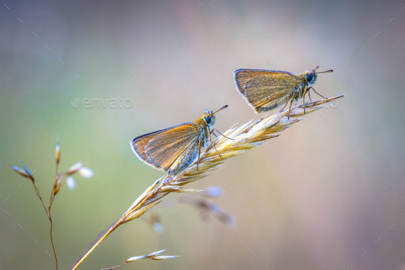 Pair of Essex skipper perched on grass in early morning - Stock Photo - Images