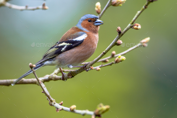 Chaffinch perched on spring branch - Stock Photo - Images