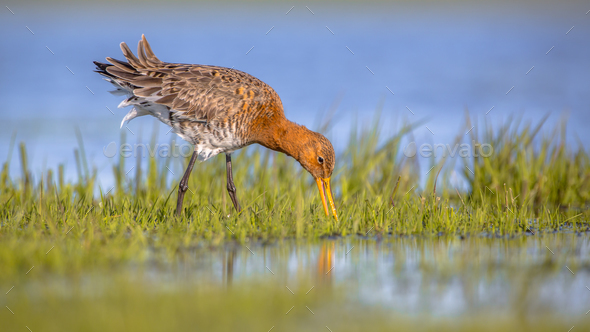 Feeding Black tailed Godwit foraging in wetland - Stock Photo - Images